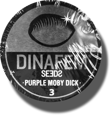   Purple Moby Dick